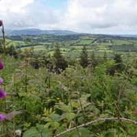 Fleurs de digitale violette au premier plan avec vue panoramique sur la campagne irlandaise verte le long du sentier Wicklow Way.