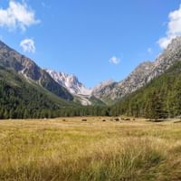Eringerkühe Richtung Fenêtre des Arpettes