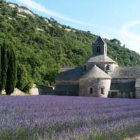 Wandern durch Lavendelfelder in Frankreich