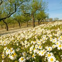 Bunte Blumenpracht beim Wandern in der fruchtbaren Douro-Region