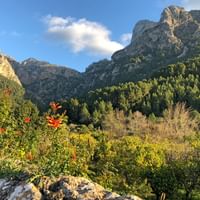 Pics calcaires spectaculaires des montagnes Tramuntana de Majorque s'élevant au-dessus de forêts vertes denses avec végétation automnale colorée.