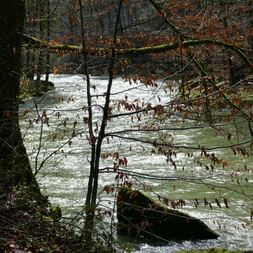Sicht auf die Thur im Wald mit einem grösseren Stein im Flussbeet