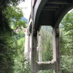 In Mitten vom Wald sieht man die hohen Pfosten des Langwieser Viadukts.