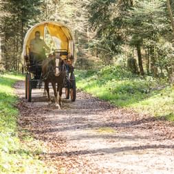 Braunes Pferd zieht einen Planwagen mit gelber Plane auf einem Waldweg in der Jura-Region bei Courtedoux.
