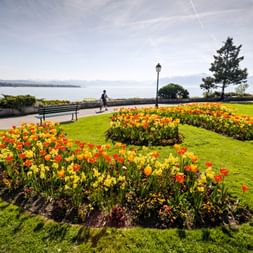 Ein Feld mit Tulpen am See in Morges. Tour du Leman. Veloferien mit Eurotrek.