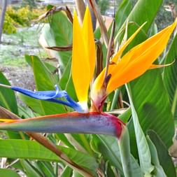 Explore the beautiful flowers of Tenerife