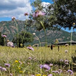 Blumenwiese in Sardinien mit Bergen Wilde Blumenwiese in Sardinien mit lila Blüten im Vordergrund, Olivenbaum und grünen Bergen unter bewölktem Himmel.