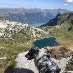 Ein Hund steht auf einem Stein vor einem Bergsee. Der Bergsee erscheint dunkel, während im Hintergrund ein weiterer hellblauer See zwischen den Bergen zu sehen ist.