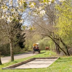 Planwagen mit braunen Pferden auf einer von Bäumen gesäumten Straße in Courtedoux, Jura Ajoie. Frühlingsblüten rahmen die Szene mit grünen Wiesen.