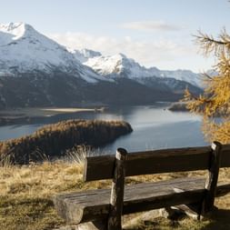 Holzbank auf einem Hügel mit Blick auf den Silsersee, schneebedeckte Berge im Hintergrund und goldene Herbstlärchen rechts.