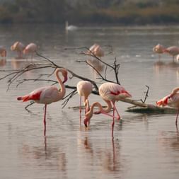 Gruppe rosa Flamingos beim Fressen in flachem Wasser in der Camargue. Mehrere Vögel sind mit gesenkten Köpfen sichtbar und spiegeln sich.