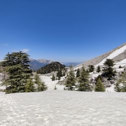 Berglandschaft mit Schnee überdeckt und grünen Bäumen