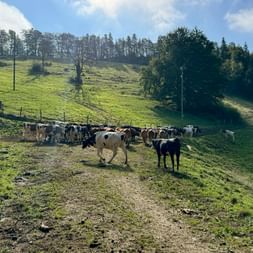 Herde schwarz-weißer Milchkühe auf grünen Hügeln im Jura, mit bewaldeten Hängen und blauem Himmel im Hintergrund.