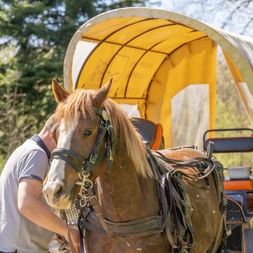 Person neben einem braunen Pferd mit weißer Blesse, das vor einem Planwagen mit gelbem Verdeck in Courtedoux, Jura Ajoie steht.