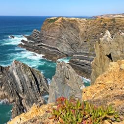 Portugal Felsenküste mit Kakteen