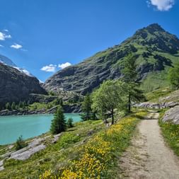 Wanderweg entlang eines türkisfarbenen Bergsees mit gelben Wildblumen, grünen Bergen und blauem Himmel in Österreich am Alpe Adria Trail.