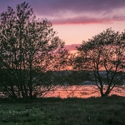 Zwei silhouettierte Bäume stehen auf einer Wiese am Maribo See bei Sonnenuntergang, mit lila und rosa Wolken im ruhigen Wasser.