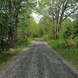 Gerader Schotterweg, gesäumt von grünen Bäumen und Gras auf beiden Seiten. Gelb blühende Büsche rechts sichtbar. Bewölkter Himmel.