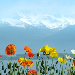 Vibrant orange, yellow and white poppies in foreground with Lake Geneva and snow-capped Alps in background under blue sky.