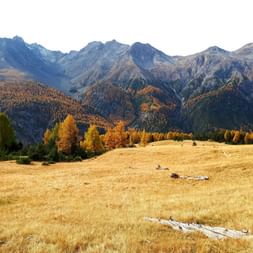 Goldene Herbstwiese mit umgestürzten Baumstämmen im Vordergrund, bunter Wald mit orangen und gelben Bäumen und dramatische Berggipfel.