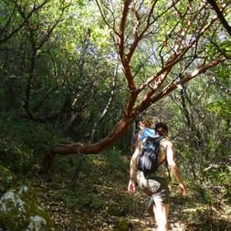 Zwei Wanderer mit Rucksäcken auf einem Waldweg auf Korfu, umgeben von dichter grüner Vegetation und einem markanten Baum mit rötlicher Rinde.