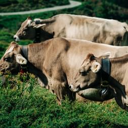 Brown and white cows with bells grazing on a green alpine meadow in Graubünden, Switzerland. A winding road is visible in the background.