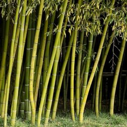 Botanischer Garten Brissago. Abschnitt aus einem Bambuswald des botanischen Garten.