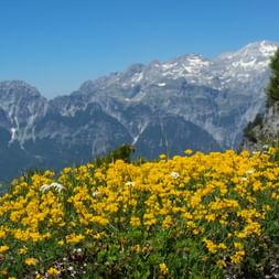Blühende Blumenwiese bei Theth mit Bergen Leuchtend gelbe Wildblumen blühen auf einer Wiese bei Theth, mit schneebedeckten albanischen Bergen im Hintergrund unter klarem blauen Himmel.