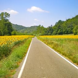 Straße durch Sonnenblumenfeld
