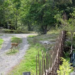 Braunes Reh überquert einen Schotterweg, gesäumt von Holzzaun und grüner Vegetation bei Trosa, Schweden.
