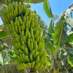 Bananen auf Teneriffa