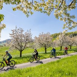 Four cyclists ride one behind the other on a country road amidst blossoming apple trees.