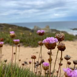 Wunderschöne Blumen am Strand von Portugal.