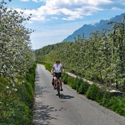Radweg führt durch blühende Apfelbäume