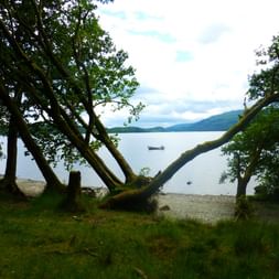 Entwurzelte Bäume en einem Ufer in Schottland.