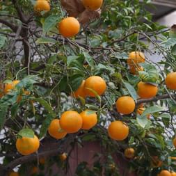 EIn Baum mit Orangen in Mallorca auf der Finca Wanderung.