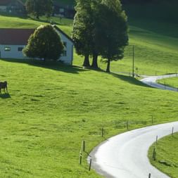 Eine Idylische, einfache Landschaft mit ein paar Rindern auf der Wiese, eine eingezäunte Strasse und einem Wald im Hintergrund.