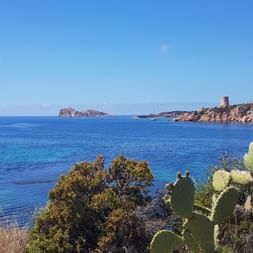 Seeaussicht in Sardinien mit Kakteen im Vordergrund