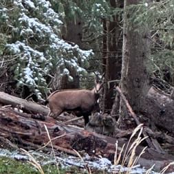 Eine braune Gämse steht zwischen umgestürzten Baumstämmen in einem verschneiten Alpenwald. Schneebedeckte Nadelbäume umgeben das Tier.
