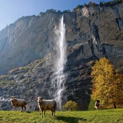 Schafe bewachen den Wasserfall.