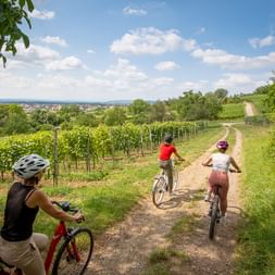 3 Velofahrer fahren auf einem Feldweg zwischen Weinreben.