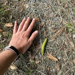 Eine Hand mit Armband neben einer großen grünen Raupe auf Waldboden bedeckt mit trockenem Gras, Zweigen und Blättern.