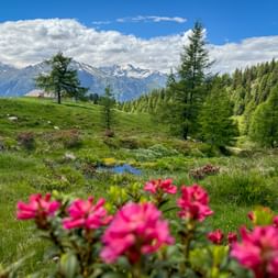 Blumen auf der Hintereggalm in den Sarntaler Alpen