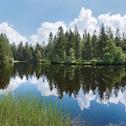Image d'un lac avec une forêt en arrière-plan