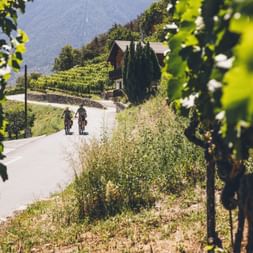 Two cyclists ride on a side road in Valais. Vines in the foreground.