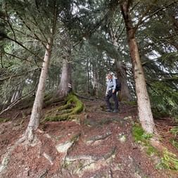 Zwei Wanderer steigen einen felsigen Waldweg hinauf, bedeckt mit Tannennadeln und Moos. Hohe Nadelbäume umgeben den Pfad bei Zweisimmen.