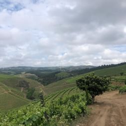 Unbefestigter Weg durch terrassierte Weinberge im Douro-Tal mit sanften Hügeln und bewölktem Himmel im Hintergrund.