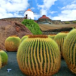 Kakteen auf der Kanarischen Insel Lanzarote