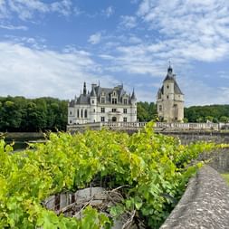 Vue du Château de Chenonceau dans la vallée de la Loire avec des vignes vertes au premier plan et le château Renaissance blanc sous un ciel bleu.