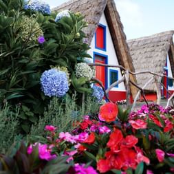 Traditionelles Haus mit Strohdach auf Madeira mit weißen Wänden, roter Tür und blau gerahmten Fenstern, umgeben von bunten Hortensien und Blumen.